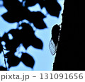 木に止まる蝉のシルエット 131091656