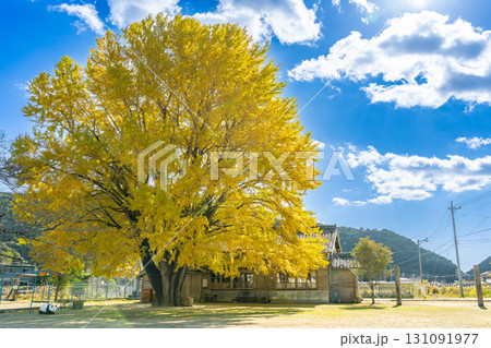 三重県南伊勢町　黄金色に輝く河内の大銀杏 131091977