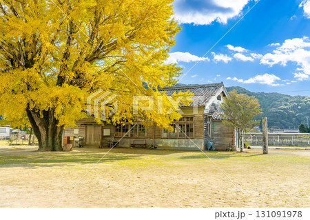 三重県南伊勢町　黄金色に輝く河内の大銀杏 131091978