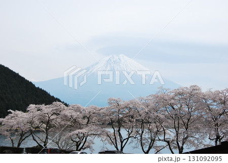 春霞の田貫湖、富士山とサクラ 131092095