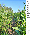 A path through tall corn, a summer field and a clear blue sky 131092241