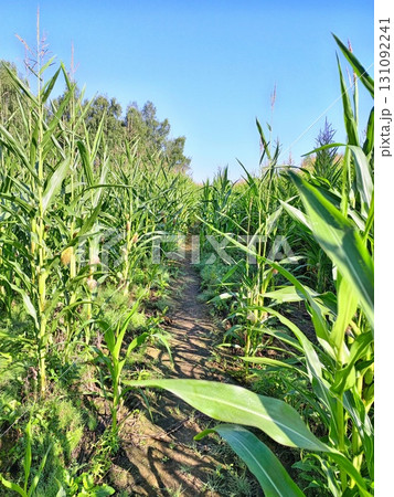 A path through tall corn, a summer field and a clear blue sky A path through tall corn, a summer field and a clear blue sky 131092241