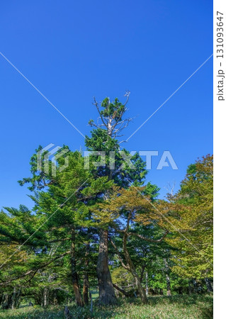 青空バックに見る新緑に包まれた大台ヶ原山の情景 131093647