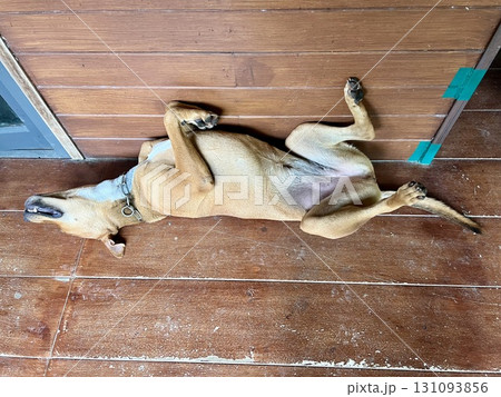 Thai dog sleeping on the wooden floor 131093856