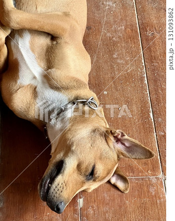 Dog is sleeping on the floor, closeup of photo with selective focus Dog is sleeping on the floor, closeup of photo with selective focus 131093862