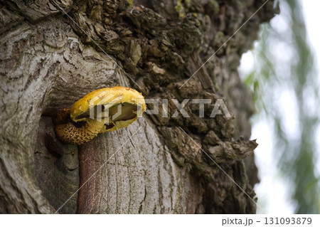 Mushroom growing in a tree trunk 131093879