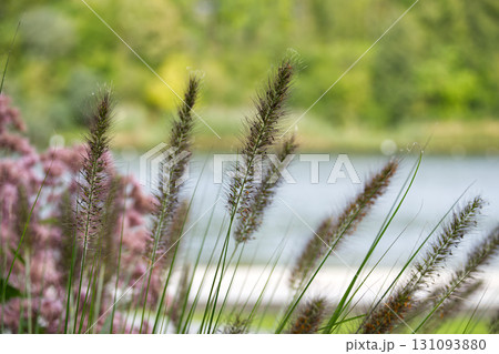 Grasses sway gently in the breeze near a tranquil lake, a serene natural scene. 131093880