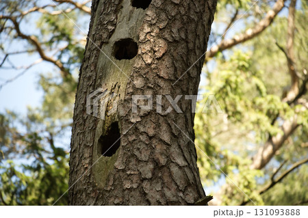 Close-Up of a Tree Trunk with a Natural Woodpecker Holes in a Forest Setting Close-Up of a Tree Trunk with a Natural Woodpecker Holes in a Forest Setting 131093888