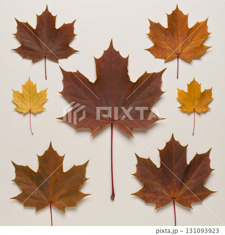 maple leaf, red maple leaf, yellow maple leaf, brown maple leaf, maple tree, autumn foliage, maple road, fall leaves, dried maple leaf, maple leaf postcard 131093923