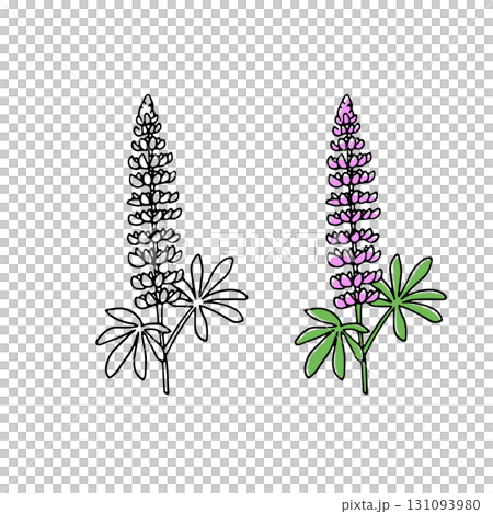 ルピナス切り花イラスト ルピナス切り花イラスト 131093980