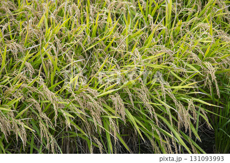 収穫間近の稲穂 131093993