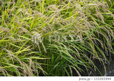 収穫間近の稲穂 131093994