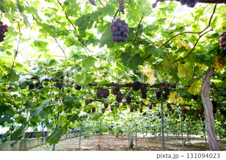 ぶどう畑 ぶどう畑 131094023