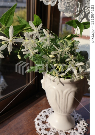 窓辺に飾られた白い小花のセンニンソウ 窓辺に飾られた白い小花のセンニンソウ 131094183