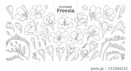 Freesia flower bloom and branches set, isolated on transparent background, Botanical illustration in black outline and white plain hand-drawn style. 131094232