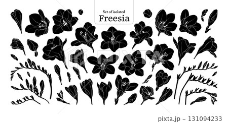 Freesia flower bloom and branches set, isolated on transparent background, Botanical illustration in black silhouette, hand-drawn style. 131094233
