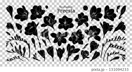 Freesia flower bloom and branches set, isolated on transparent background, Botanical illustration in black silhouette, hand-drawn style. 131094233