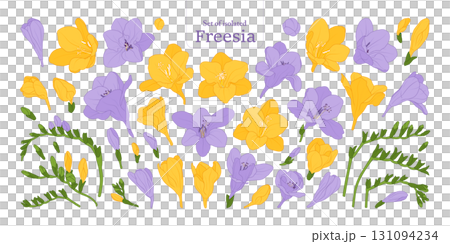 Freesia flower bloom and branches set, isolated on transparent background, Botanical illustration in yellow and purple colors, hand-drawn style. Freesia flower bloom and branches set, isolated on transparent background, Botanical illustration in yellow and purple colors, hand-drawn style. 131094234
