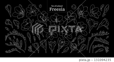Freesia flower bloom and branches set, isolated on black background, Botanical illustration in simple white outline, hand-drawn style. 131094235