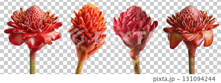 Set of beautiful Torch Ginger flowers isolated on transparent background. 131094244
