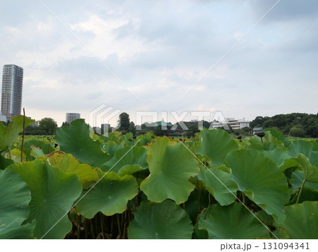 9月の蓮池の風景 131094341