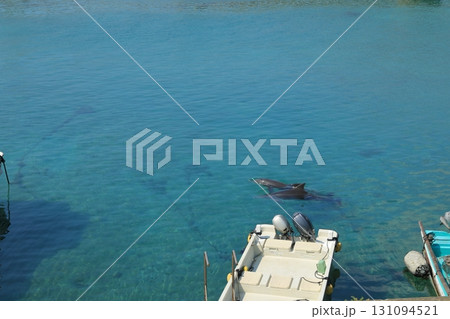 野生のイルカが海中を泳ぐ姿が見える高知柏島の透明な海 131094521