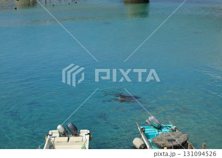 野生のイルカが湾内を泳ぐ高知柏島の港の風景 131094526