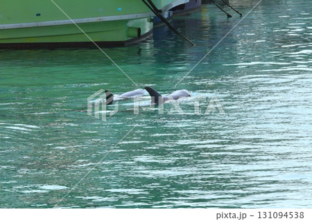 高知柏島の港で泳ぎまわる野生のイルカたち 131094538