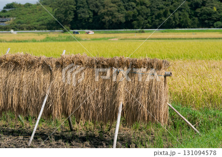 稲刈りが終わった田んぼ 稲刈りが終わった田んぼ 131094578