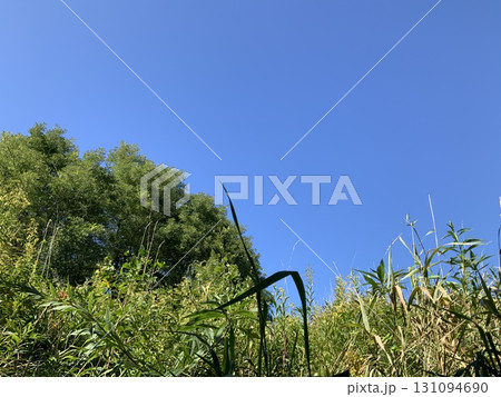 青い空と新緑の木々 青い空と新緑の木々 131094690