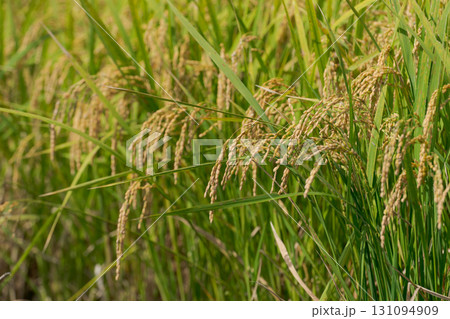 収穫間近の稲穂 131094909