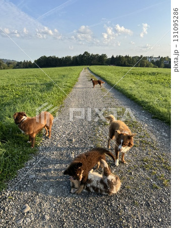 Playful dogs enjoying a lovely day on a sunny path surrounded by vibrant nature and greenery 131095286