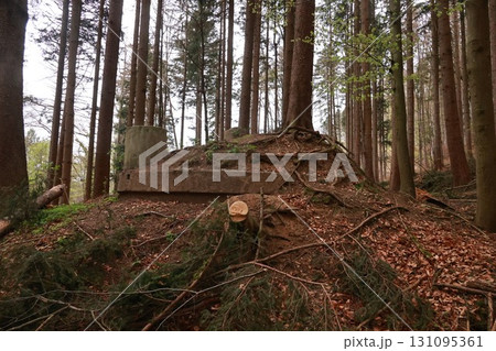 Forest with a large pile of wood and a pile of leaves 131095361