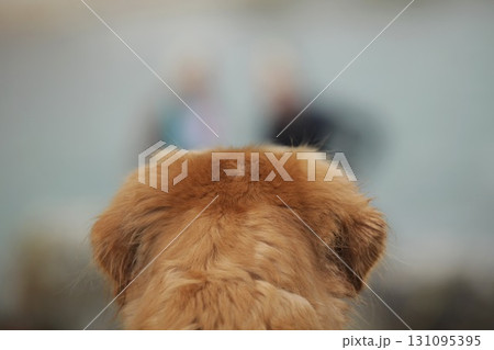 Dog with a brown coat is looking at the camera Dog with a brown coat is looking at the camera 131095395