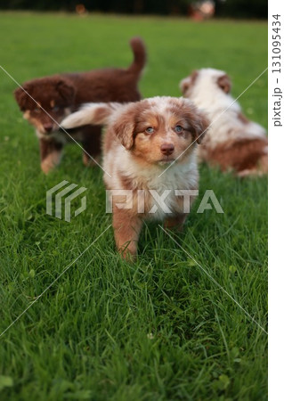 Three puppies are playing in a grassy field 131095434