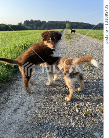 Two Playful Dogs Having a Wonderful Time Enjoying a Beautiful Sunny Day Outdoors in Nature 131095435