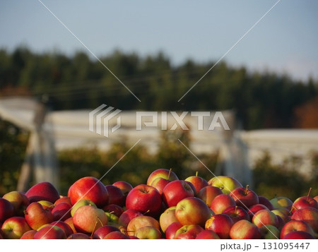 Pile of red apples on a table Pile of red apples on a table 131095447