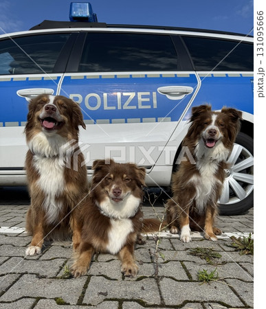 Three absolutely charming dogs delightfully posing alongside a police car for a photoshoot Three absolutely charming dogs delightfully posing alongside a police car for a photoshoot 131095666