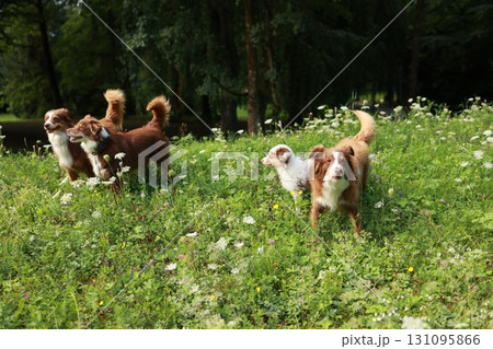 Three dogs are standing in a grassy field Three dogs are standing in a grassy field 131095866