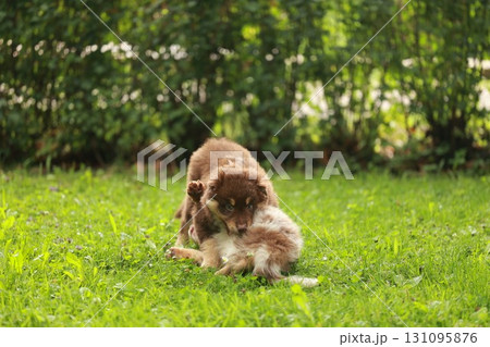 Brown and white dog is playing with a smaller dog in a grassy area Brown and white dog is playing with a smaller dog in a grassy area 131095876