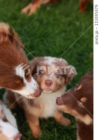 Three puppies are playing together in a grassy field Three puppies are playing together in a grassy field 131095879