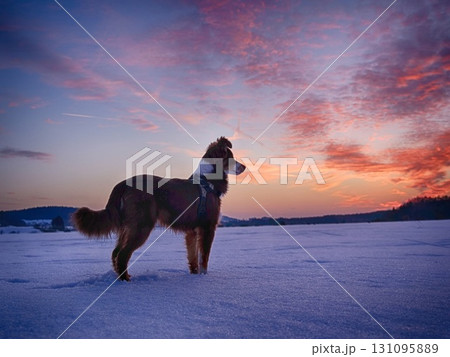 Dog watch snowy winter sunset Dog watch snowy winter sunset 131095889
