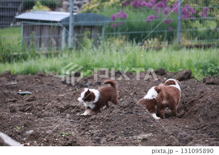 Two puppies playing in the dirt 131095890