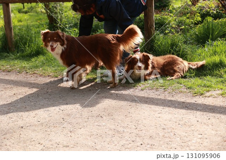 Two brown dogs are laying on the ground in a grassy area 131095906