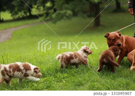 Group of dogs playing in a grassy field Group of dogs playing in a grassy field 131095907