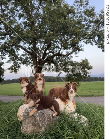 Adorable Dogs Happily Posing Outdoors in Front of a Stunning and Beautiful Scenic Backdrop Adorable Dogs Happily Posing Outdoors in Front of a Stunning and Beautiful Scenic Backdrop 131095921