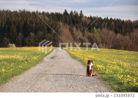 A dog is sitting on the side of a road in a field of yellow flowers A dog is sitting on the side of a road in a field of yellow flowers 131095972