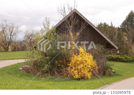 A small wooden building with a yellow bush growing out of it 131095978