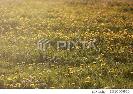 A field of yellow flowers with a bright sun shining on them 131095999