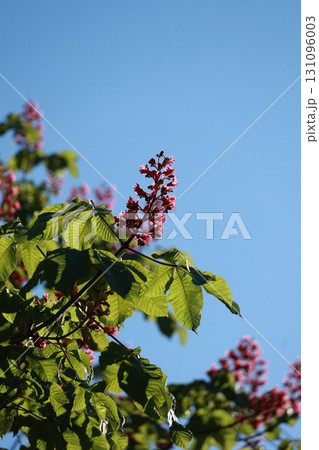 A tree with pink flowers is in the foreground of a blue sky 131096003